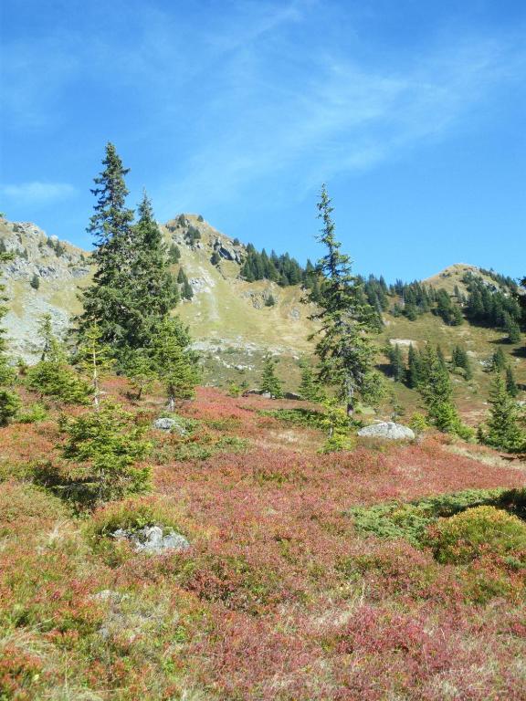 فندق كيرشبرغ ان تيرولفي  Alpenhof المظهر الخارجي الصورة